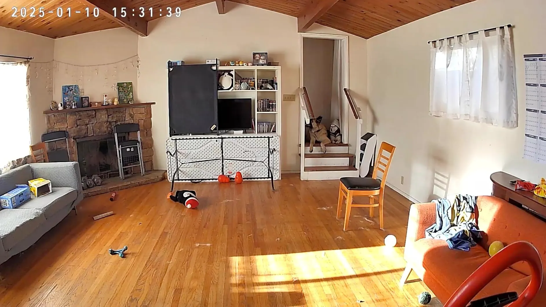 Perfect for pet watching