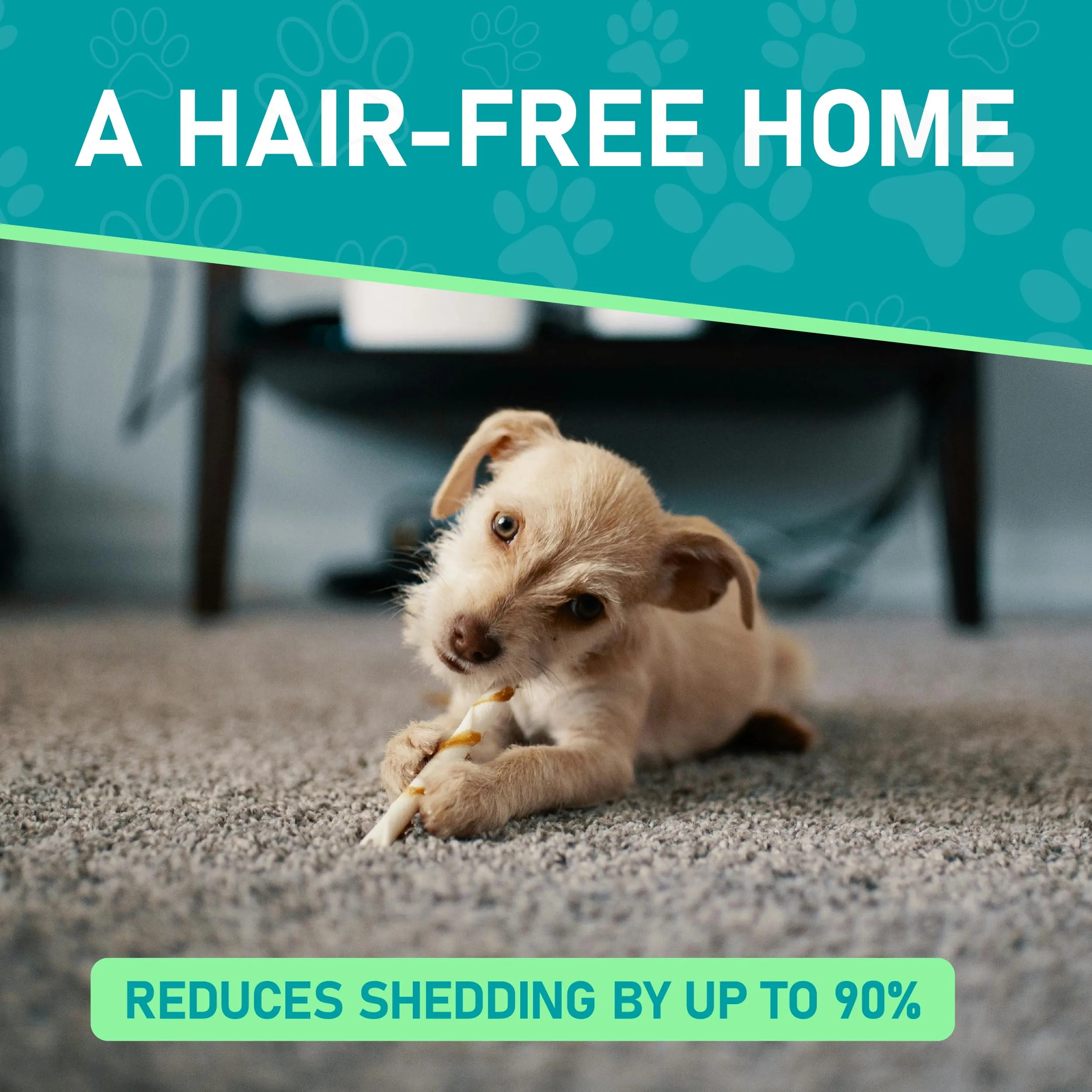 Happy Pet in Clean Home